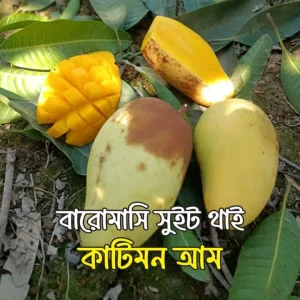 ii9vpcic8j9z17ajw7rz