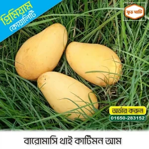 Katimon-কাটিমন