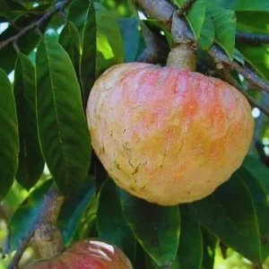 আতা/শরিফা ফল (২কেজি)